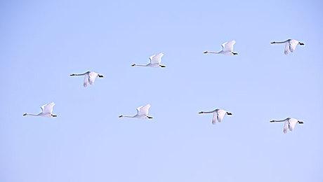 Nintendo Switch™游戏《鬼灭之刃 争当最强队士！》今日正式发售！